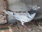 pigeon