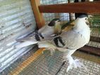 Pigeons