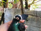 Pigeon