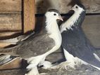 pigeon