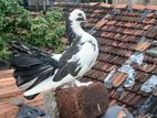 Pigeon