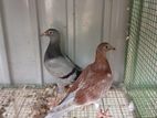 Pigeon