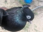pigeon