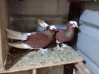 Pigeon