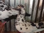 Pigeon