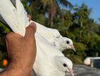 Pigeon