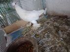 Pigeon