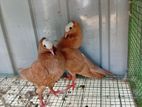 Pigeons