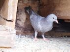 pigeon