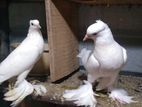 Pigeons