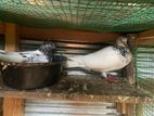 Pigeon