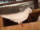 Pigeon