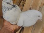 Pigeons
