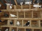 Pigeon