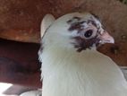 Pigeon