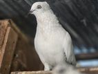 Pigeon