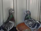Pigeons