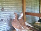 Pigeon