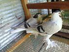 Pigeon