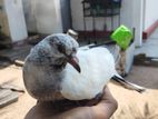 Pigeon