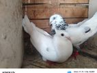 Pigeons