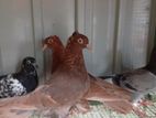 Pigeons