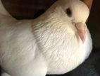 Pigeon