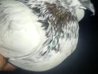 Pigeon