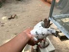 Pigeon