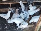 Pigeons
