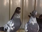 Pigeons