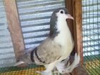 Pigeon