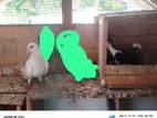 pigeon