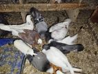 Pigeons