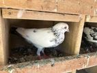 Pigeons
