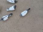 Pigeons