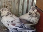 Pigeons