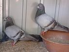 Pigeons