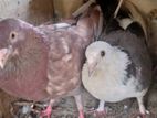Pigeons