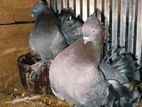 Pigeons