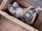 Pigeon