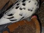 Pigeon