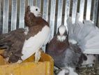 Pigeons