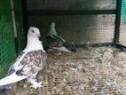 pigeon