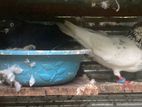 pigeon