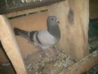 pigeon
