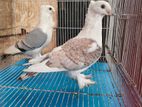Pigeons