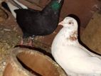Pigeon