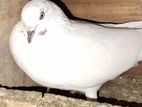 Pigeons