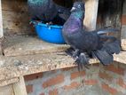 Pigeons